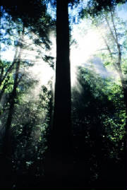 treelight.jpg